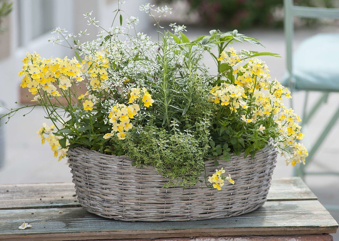 Nemesia Sunsatia Plus 'Little Vanilla', lemon thyme