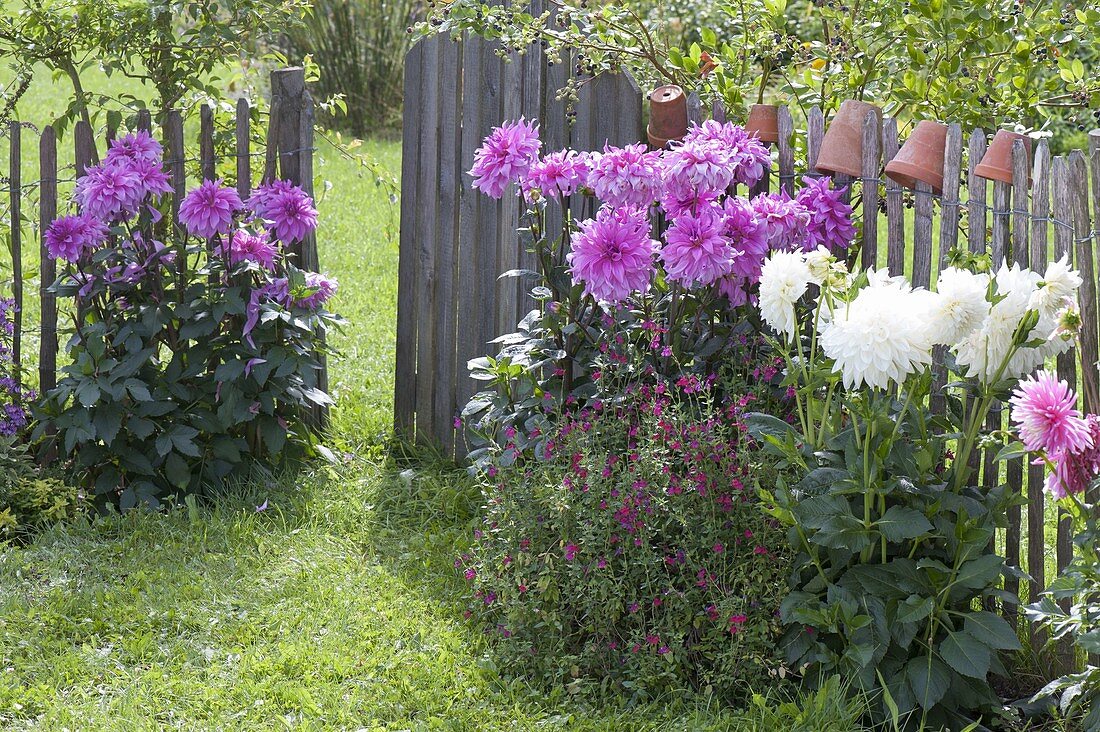 Planting dahlias in flower bed