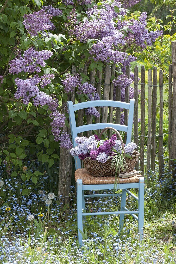 Syringa vulgaris 'Katharine Havemeyer' (common lilac)