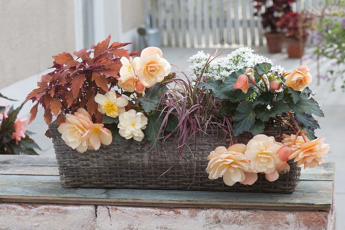 Begonia Fragrant Falls 'Peach' (Duft - Begonien), Pennisetum 'Fireworks'