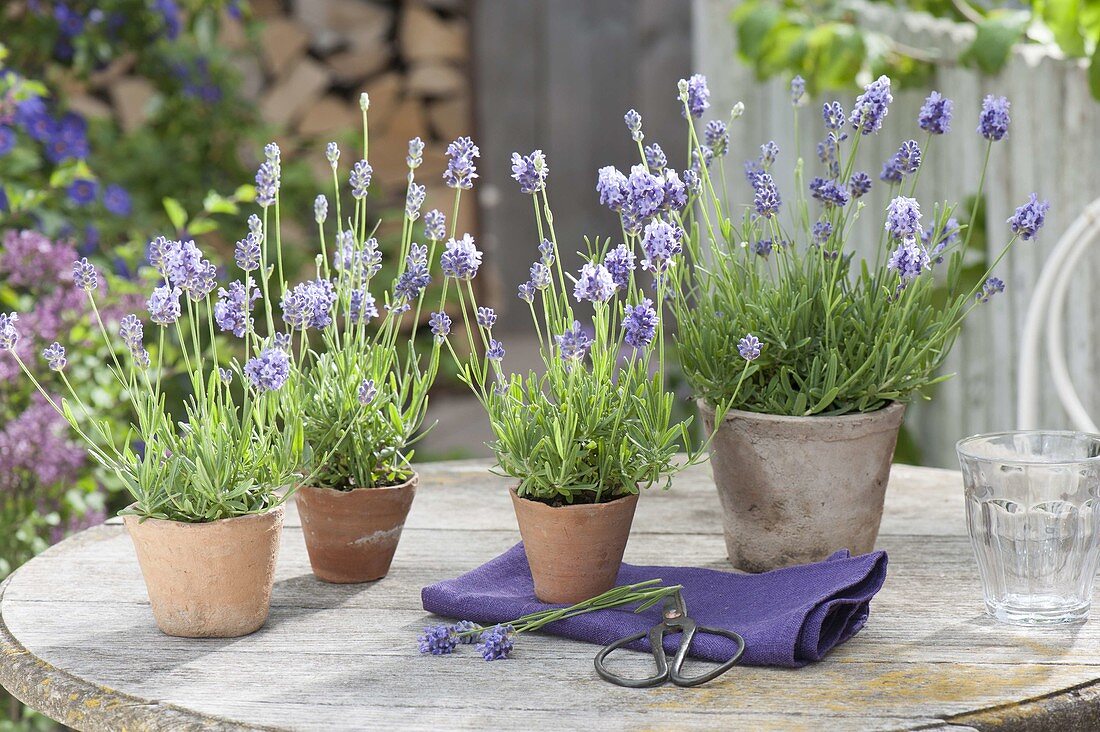 Lavendel (Lavandula angustifolia) in kleinen Terracotta - Toepfen