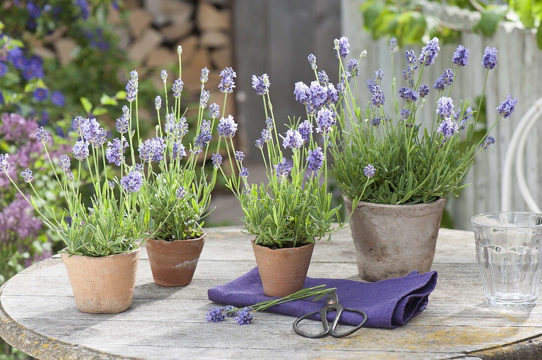 Lavender (Lavandula angustifolia) in small terracotta pots