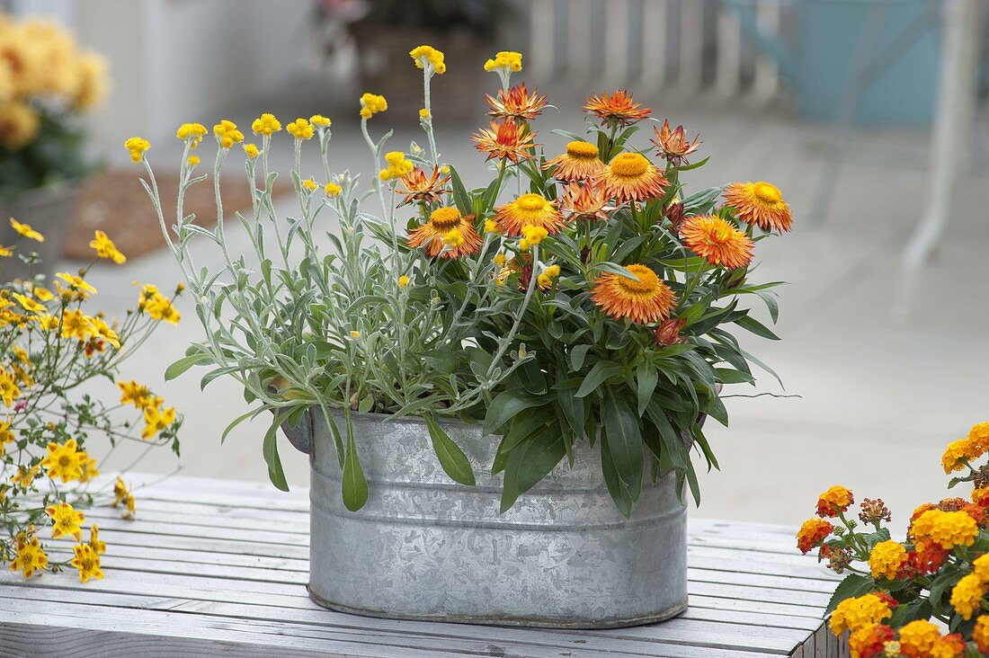 Bracteantha 'Sunbrella Orange' (Strohblume) und Chrysocephalum