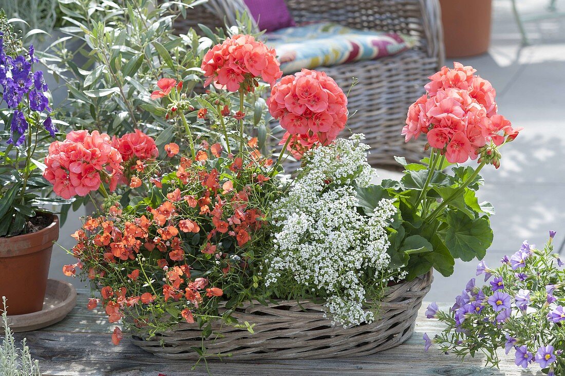 Pelargonium zonal classic line 'Noblesse' (standing geranium)