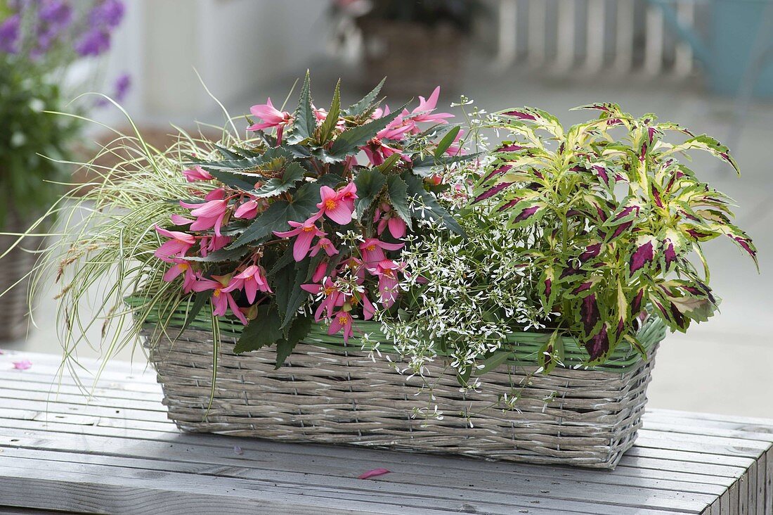 Begonia Summerwing's 'Rose', Coleus Terra Nova 'Jitters'