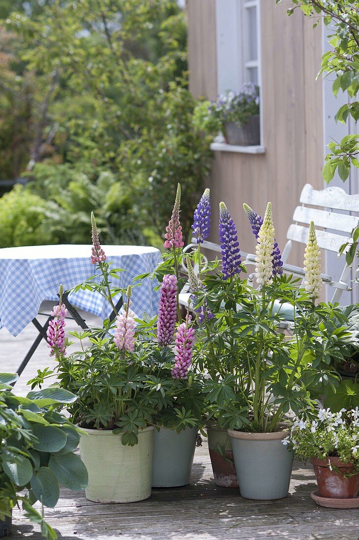 Terrace with lupins in pots