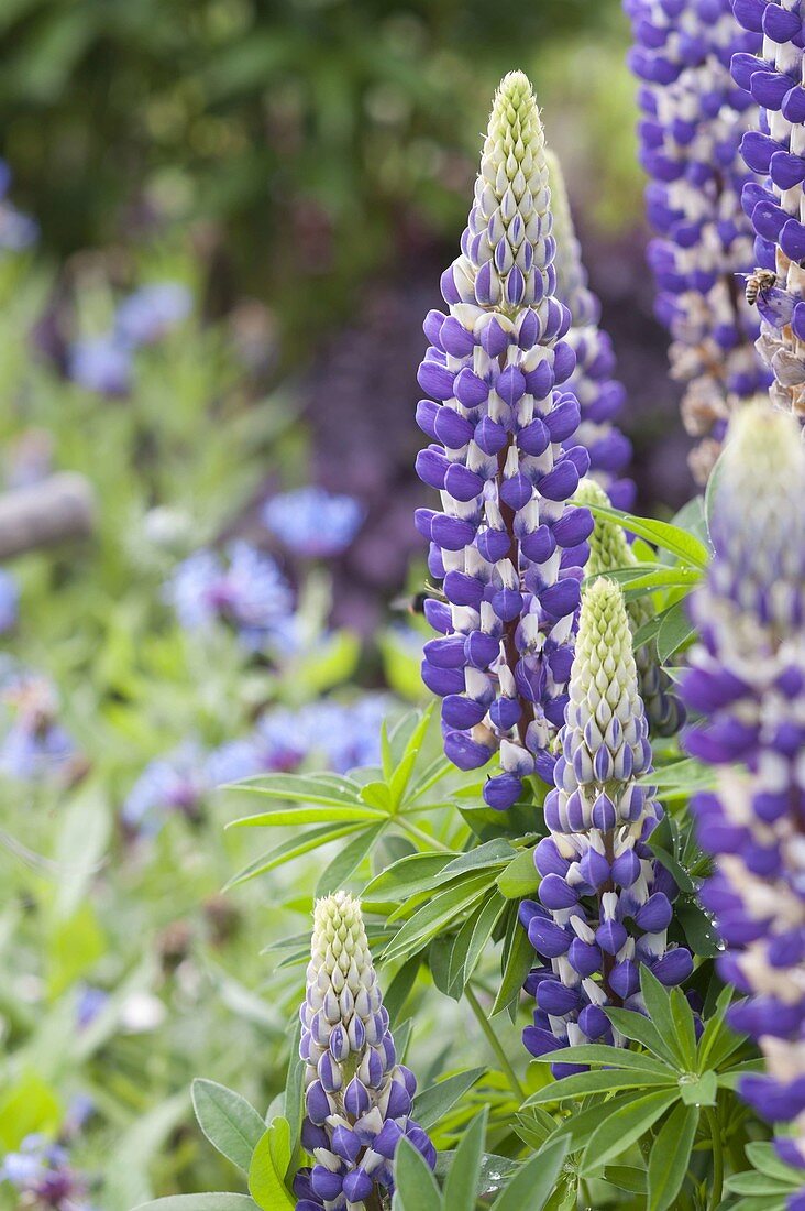 Lupinus polyphyllus 'Kastellan' (Lupinen)