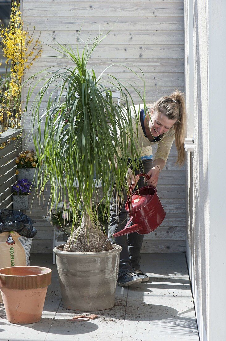 Repot elephant's foot