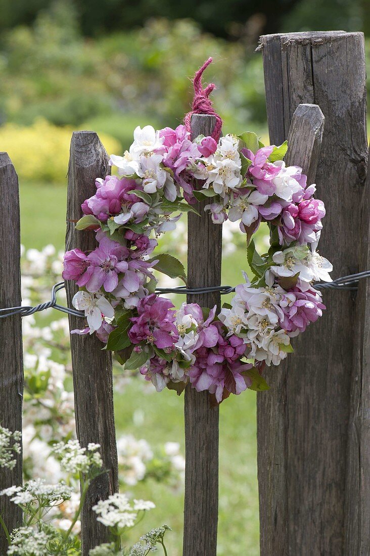 Small wreath of Malus flowers hung on fence