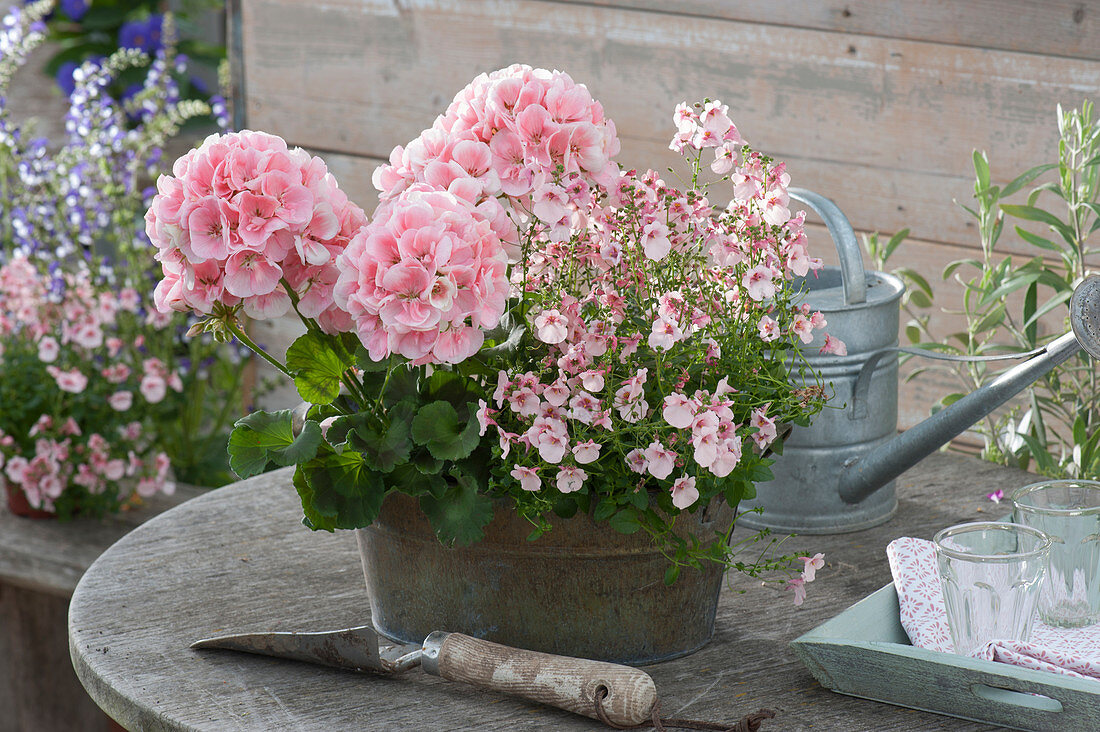 Pelargonium zonal Summer Idols 'Light Salmon'