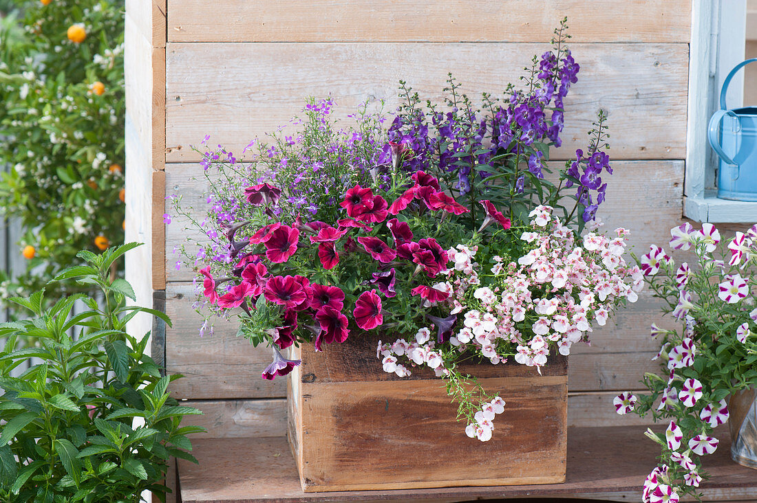 Wooden box with Petunia Sweetunia 'Suzie Storm' (petunia), Diascia