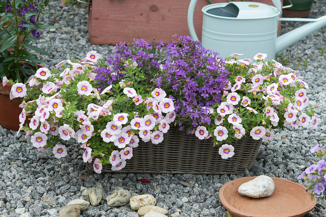 Wickerwork box with Calibrachoa hula 'Appleblossom'