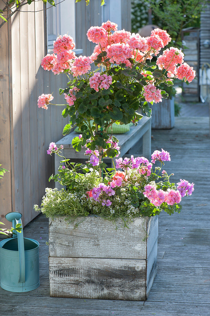 Pelargonium zonal 'Classic Helena', stems