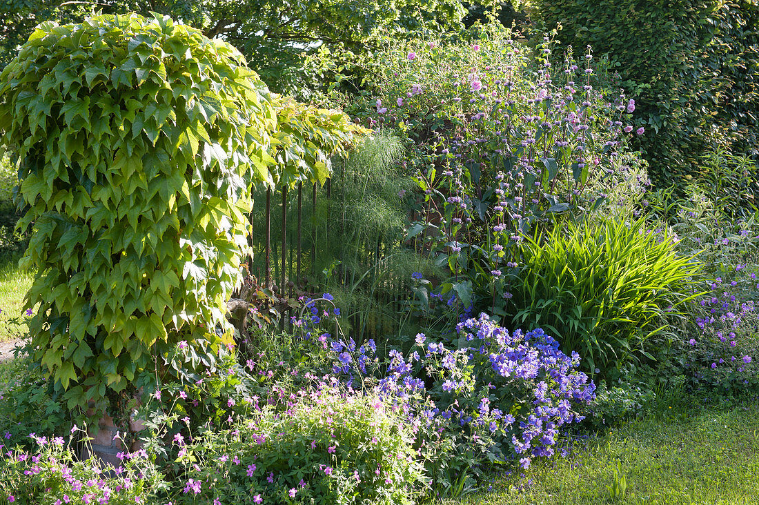 Create perennial flowerbed with cranesbill and grasses