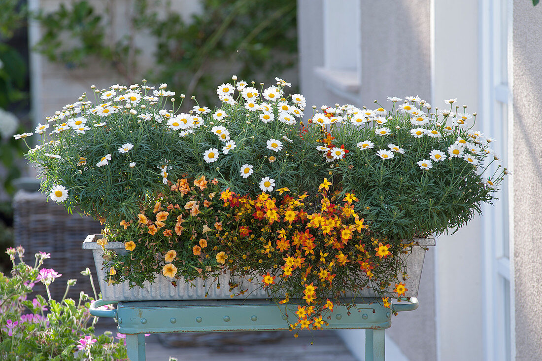 Argyranthemum 'Sweet Milk' (Margeriten), Bidens BeeDance