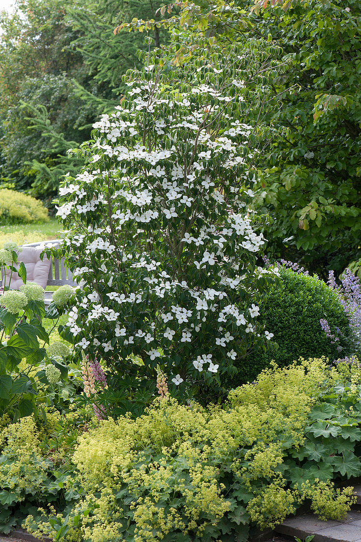 Cornus kousa var. chinensis 'butterfly' (flower dogwood)