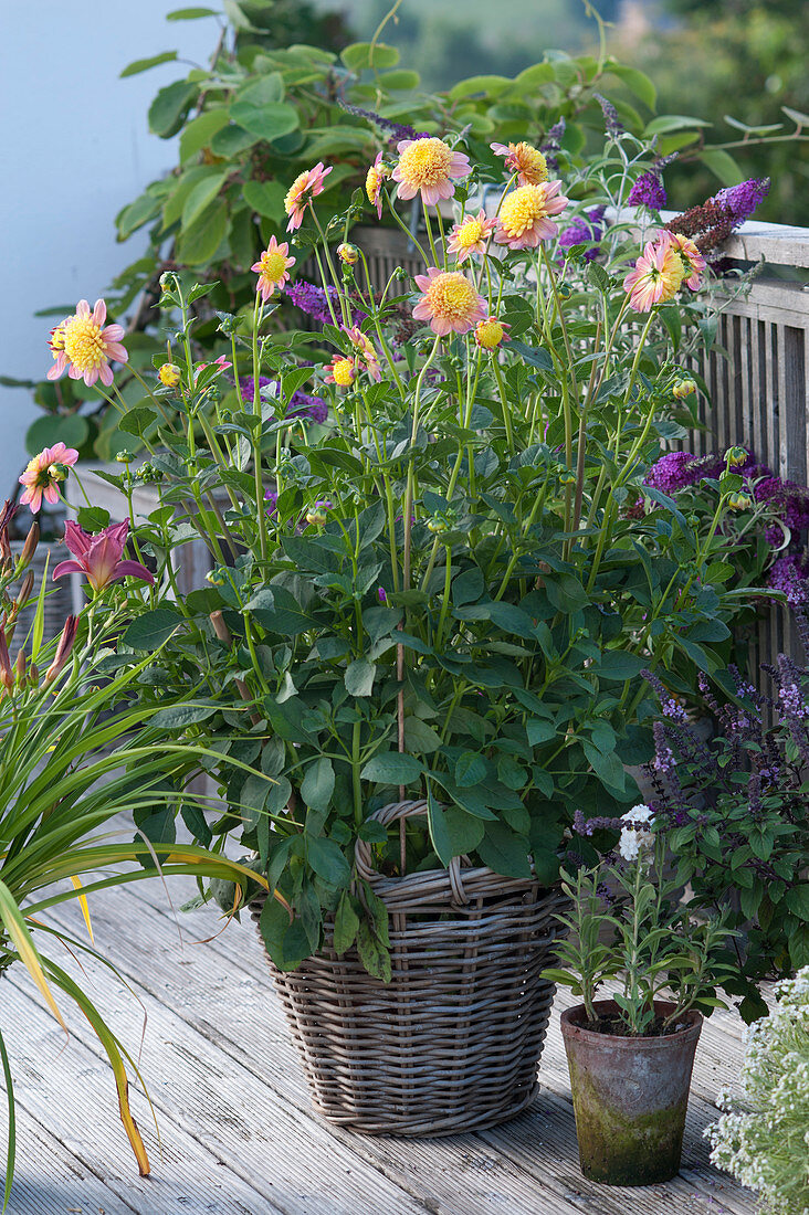 Dahlia 'Honey' (Anemonenblumige Dahlie) im Korb