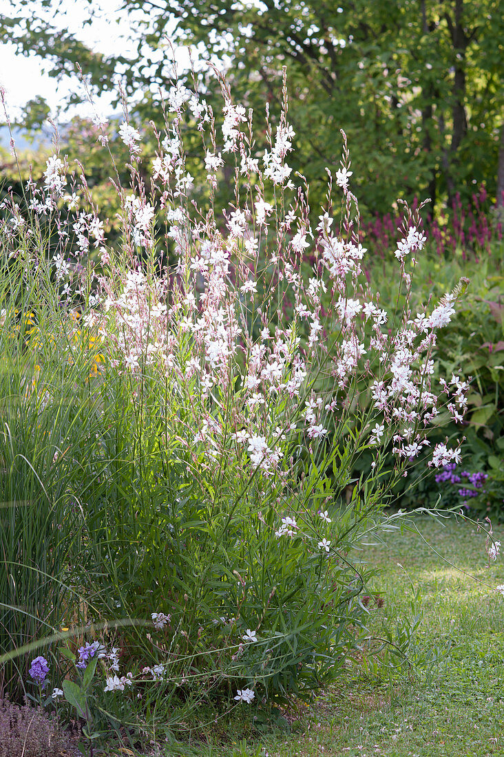 Gaura lindheimeri 'Whirling Butterflies' - Prachtkerze