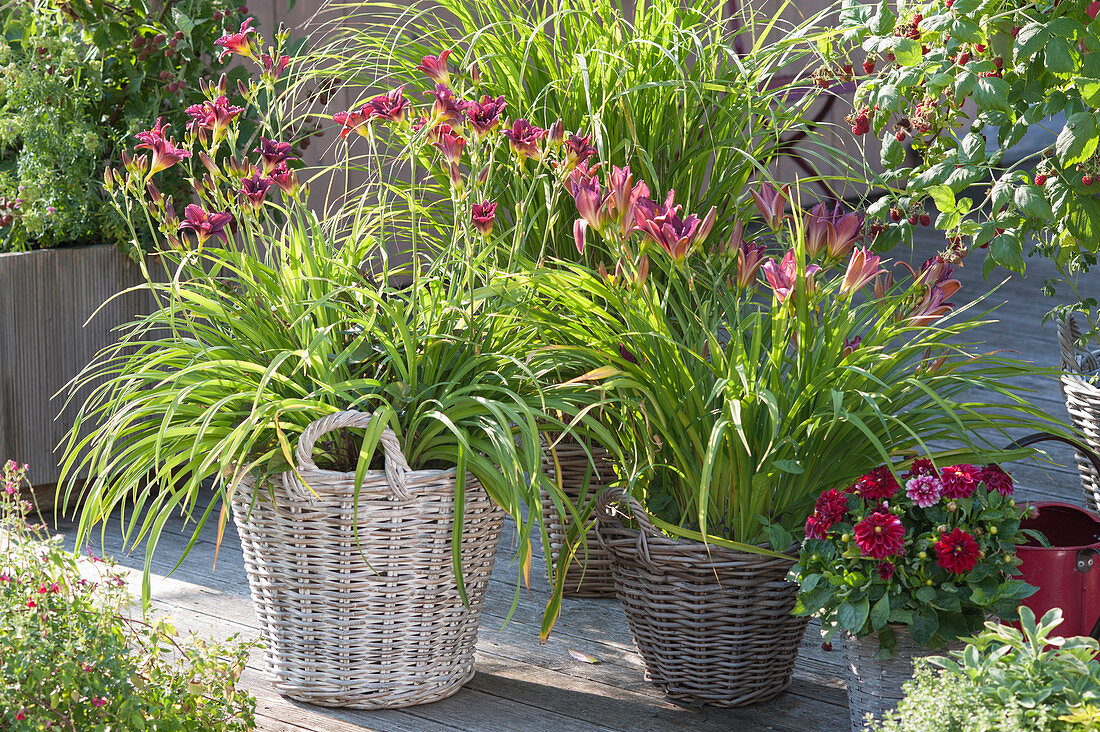 Hemerocallis cultorum 'Little Fellow' left, 'Summer Wine' right