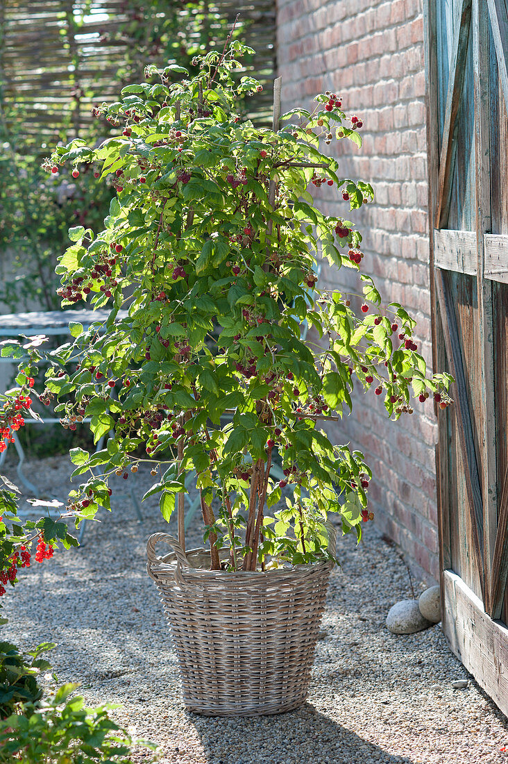 Raspberry 'Sanibelle' (Rubus idaeus) in basket planter