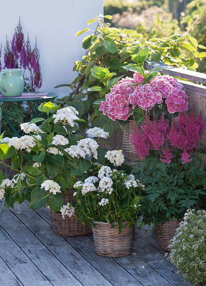 Hydrangea macrophylla 'The Bride', 'Tivoli Pink'