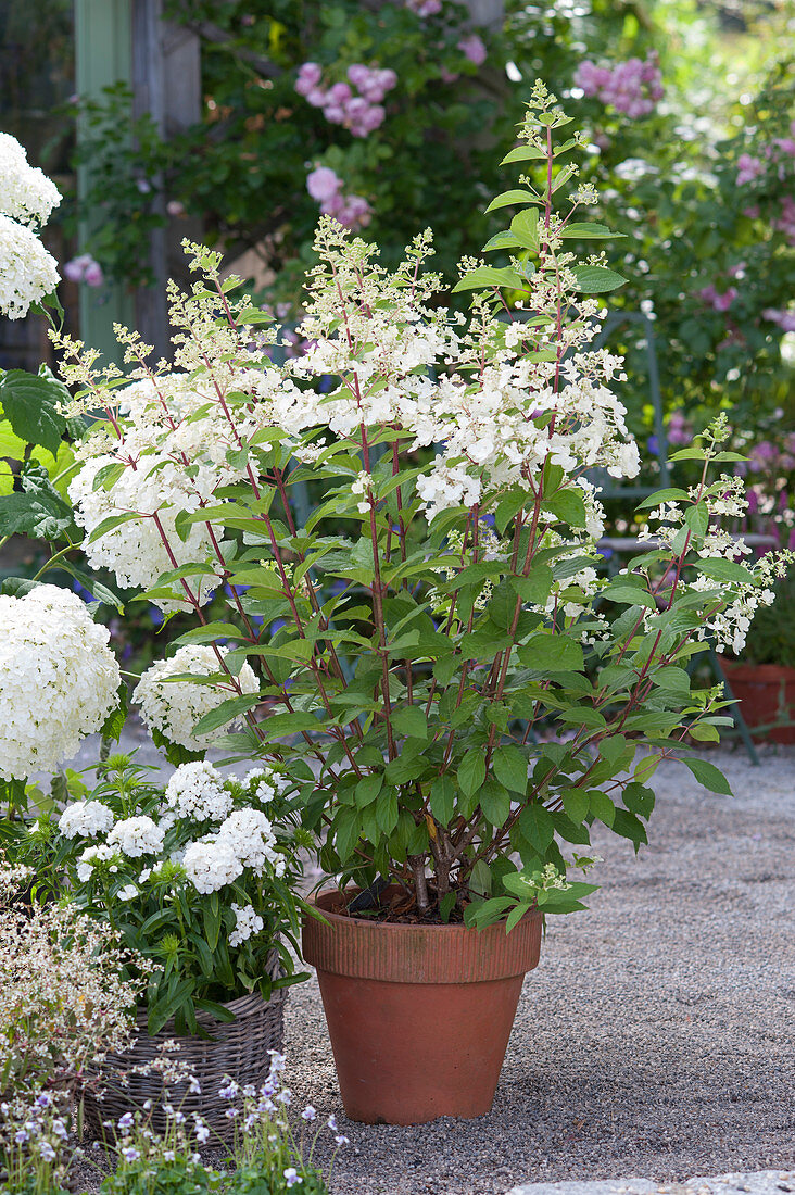 Hydrangea paniculata 'Tardiva' (panicle hydrangea)