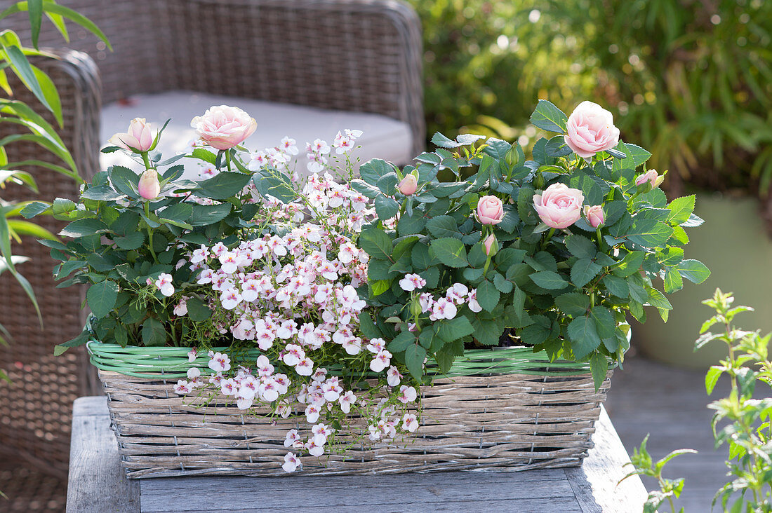 Rosa (Top Frogs) and Diascia Breezee Plus 'Appleblossom'