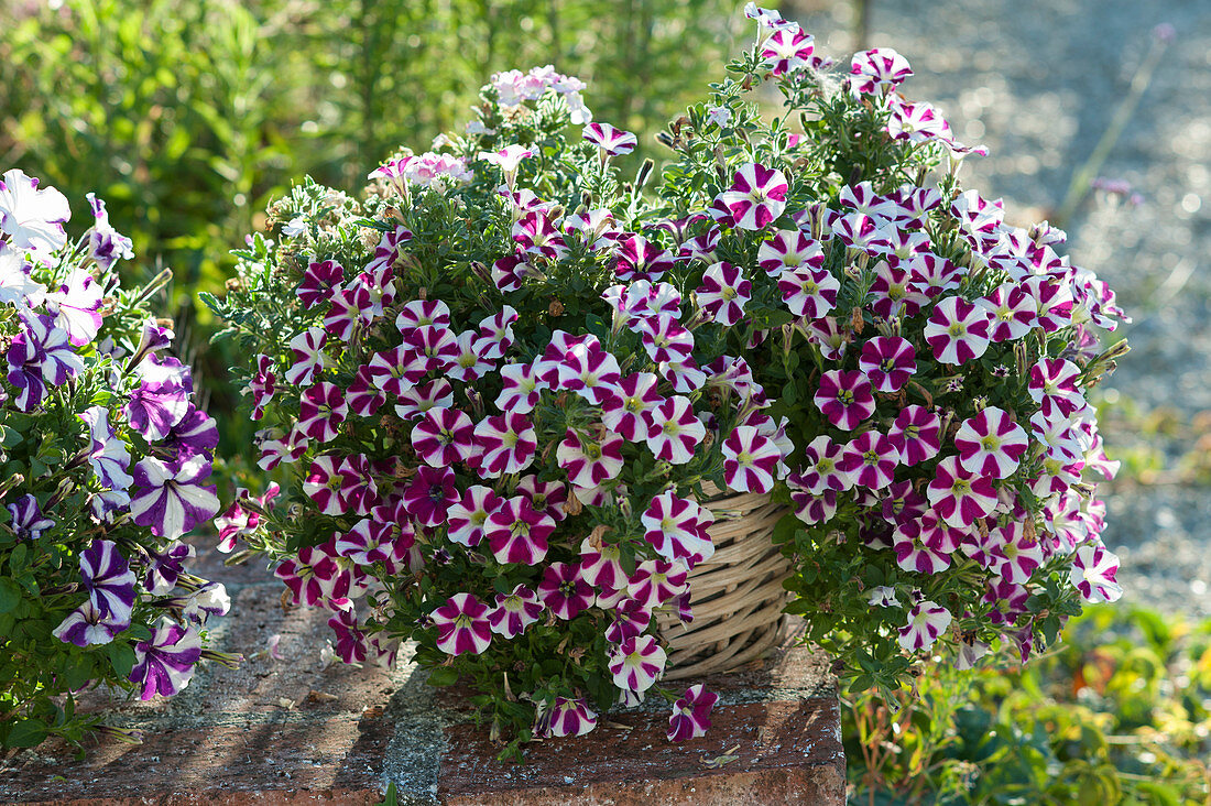 Petunia Bonnie 'Carmine Star' (Petunie) im Korb