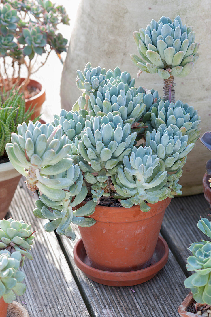 Echeveria scheideckeri in clay pot