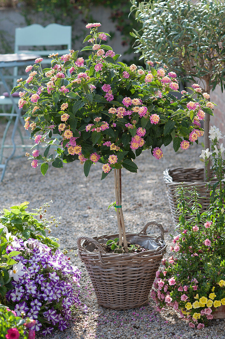 Lantana camara (Lantana) trunk in the basket