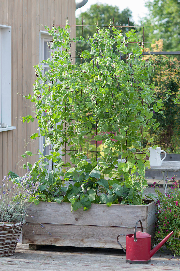 Capuchin peas 'Blauschokkers' (Pisum sativum) as a privacy screen