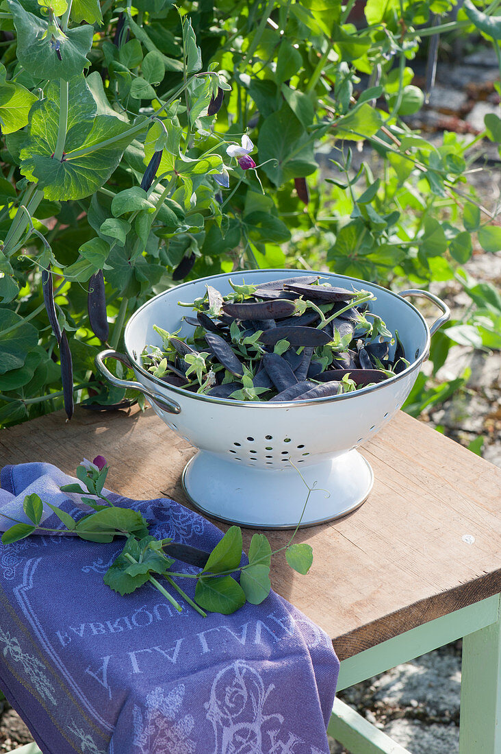 Enamelled strainer with freshly picked capuchin peas 'Blauschokkers'