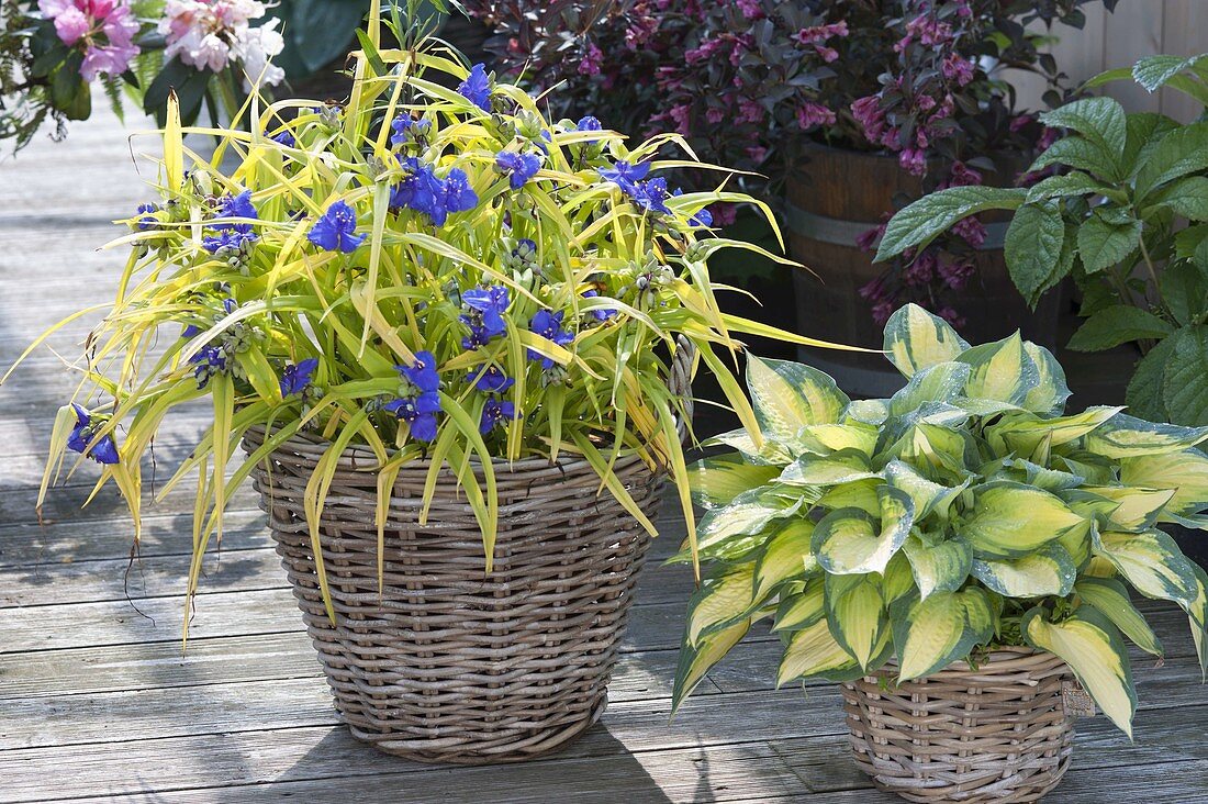 Tradescantia X andersoniana 'Sweet Kate' Gold