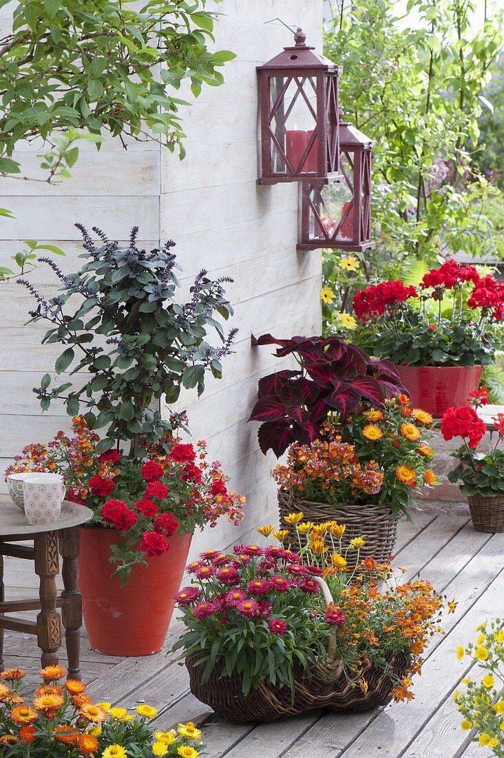 Sommerterrasse in Feuerfarben : Strauch-Basilikum 'African Blue'