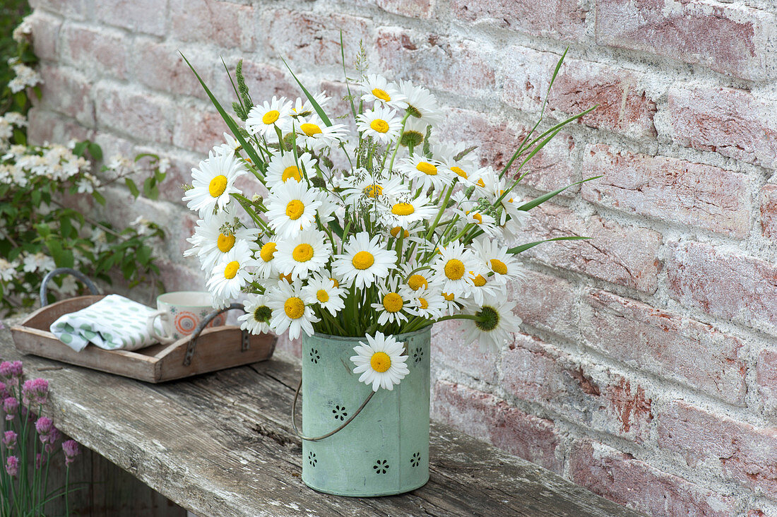 Rural bouquet of Leucanthemum vulgare (marguerite)