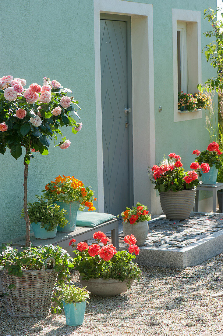 House entrance with rose stem and balcony flowers