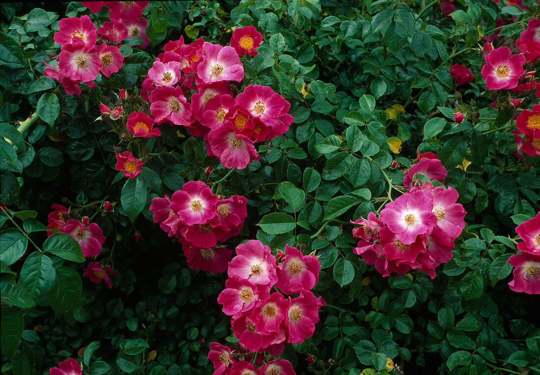 Rosa 'American Pillar' (rambler rose) grows on the ground like a ground cover