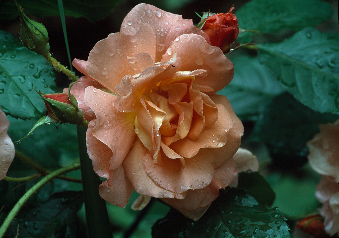 Shrub rose 'Westerland' with water drops after rain