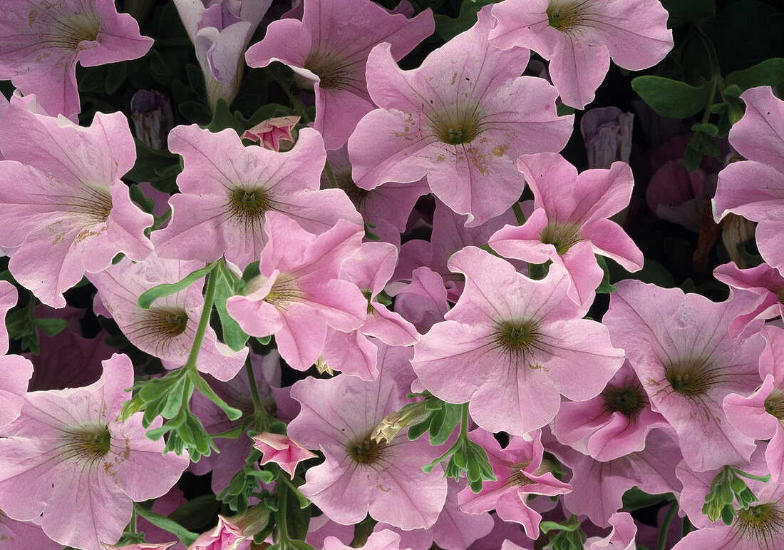 Petunia-Hybride Surfinia Pastel