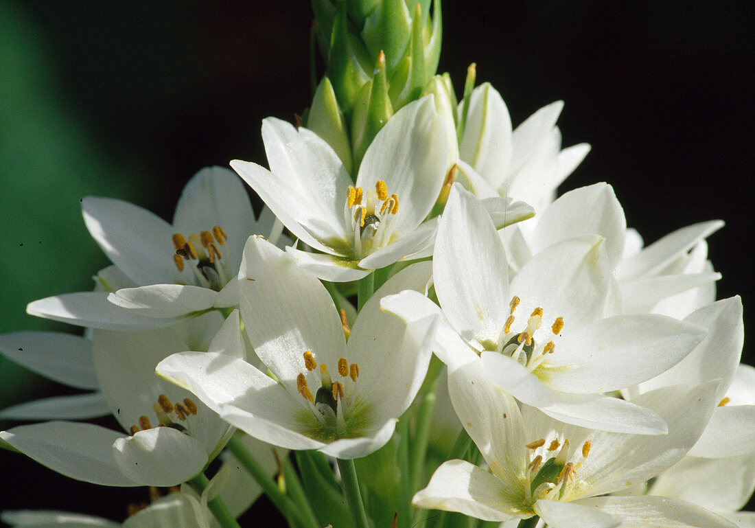 Ornithogalum thyrsoides (Cape Milk Star)