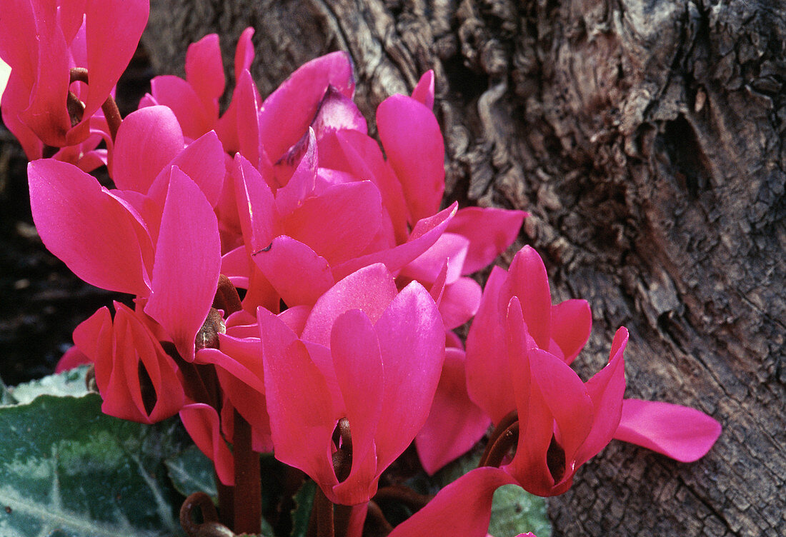 Cyclamen-Hybriden (Alpenveilchen)