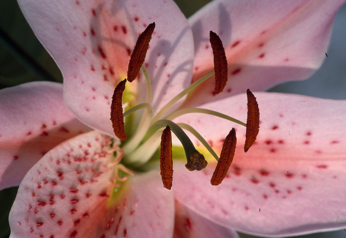 Lilium Orientalis ‘Mona Lisa’ (Lilie) mit roten Staubgefässen