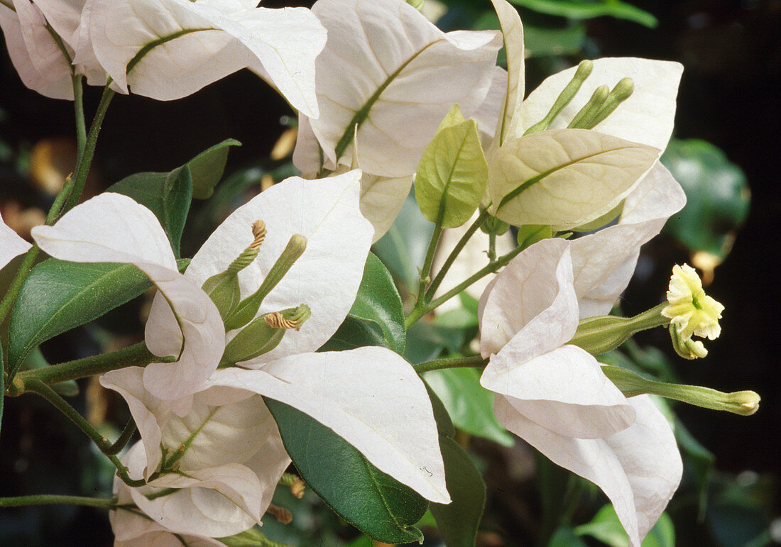 Bougainvillea glabra Weiß 