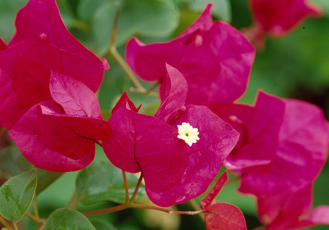 Bougainvillea spectabilis .