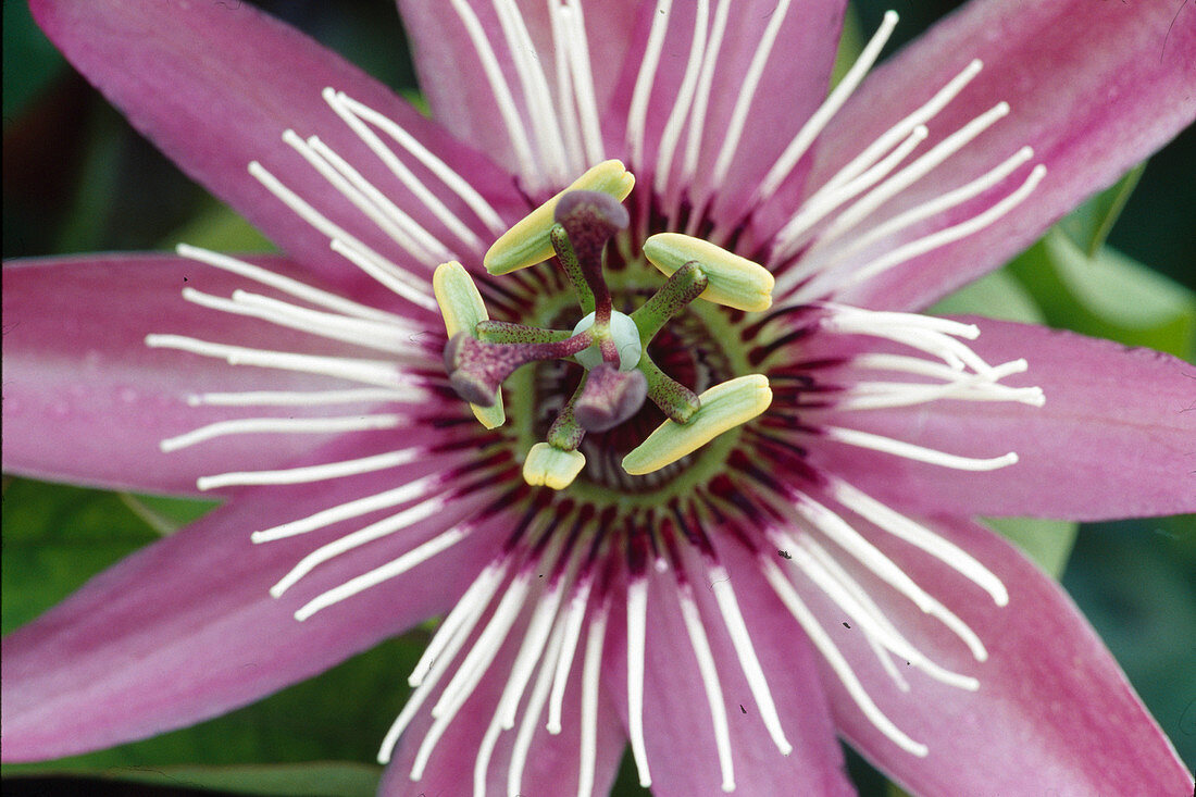 Passiflora x violacea 'Victoria' - Passion flower