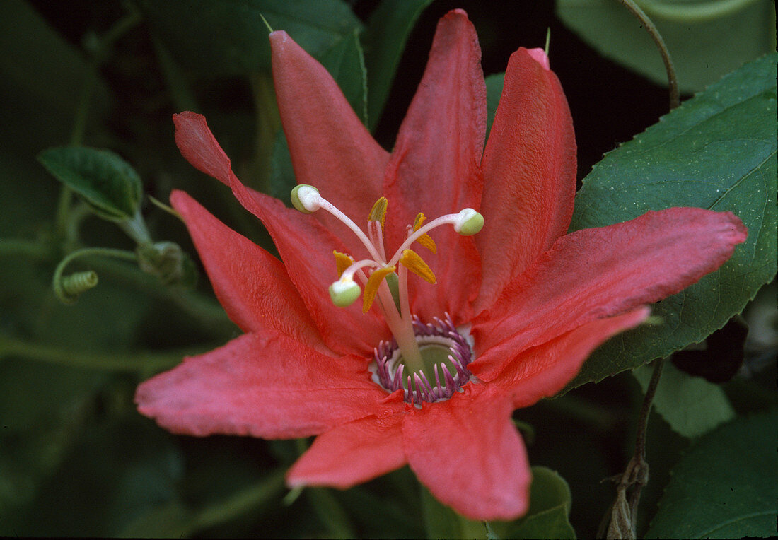 Passiflora Coral Glow Bl.00