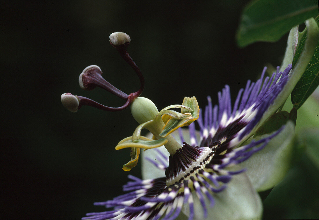 Passiflora caerulea (Passion flower)