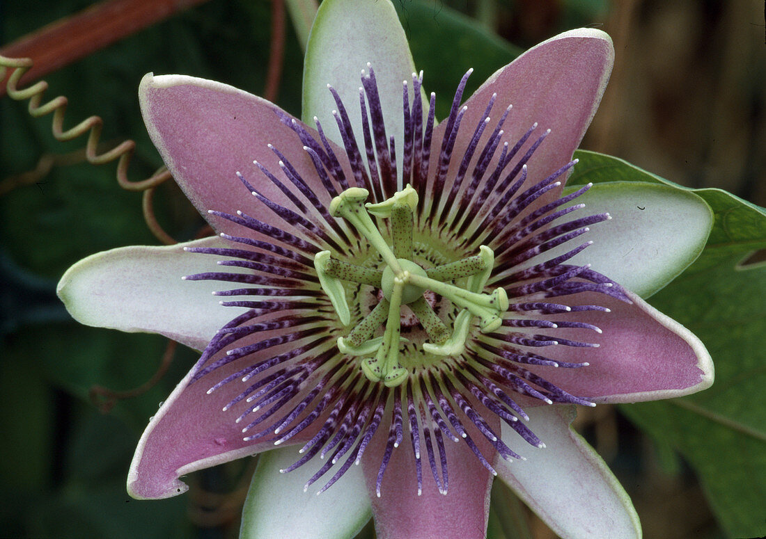 Passiflora x belotii 'Kaiserin Eugenie', Passionsblume