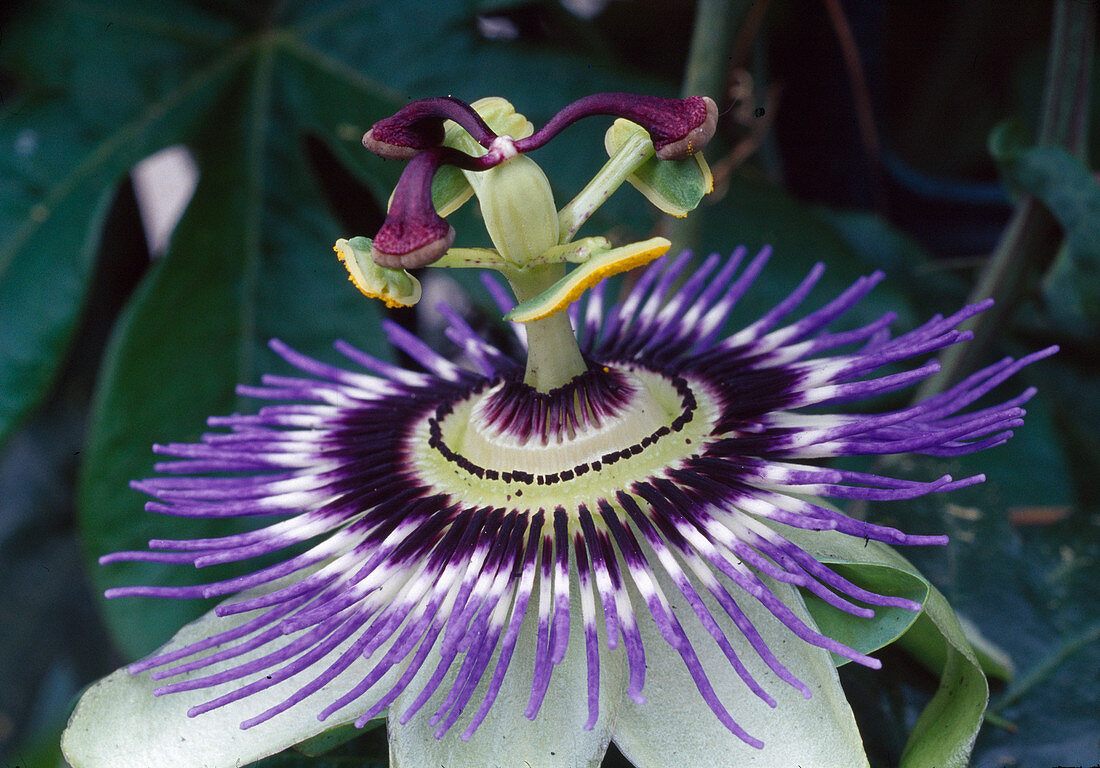 Passiflora caerulea (Passion flower)