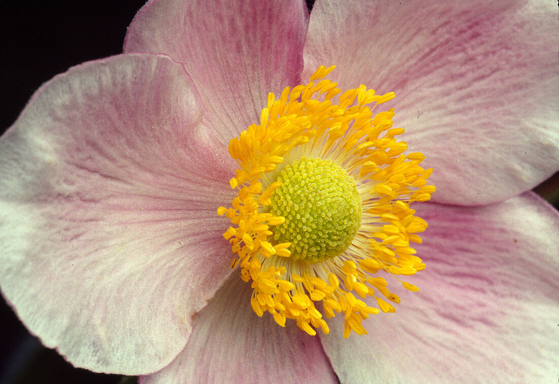 Anemone japonica var. hupehensis 'Overture' (Autumn anemone)